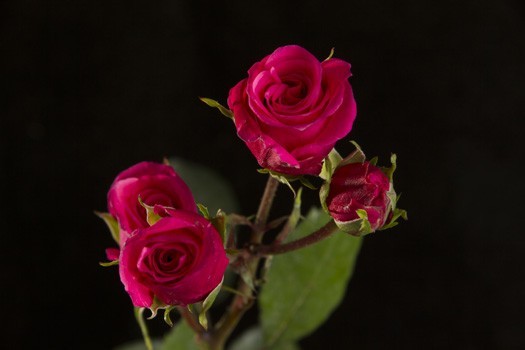 HOT PINK FOLIES