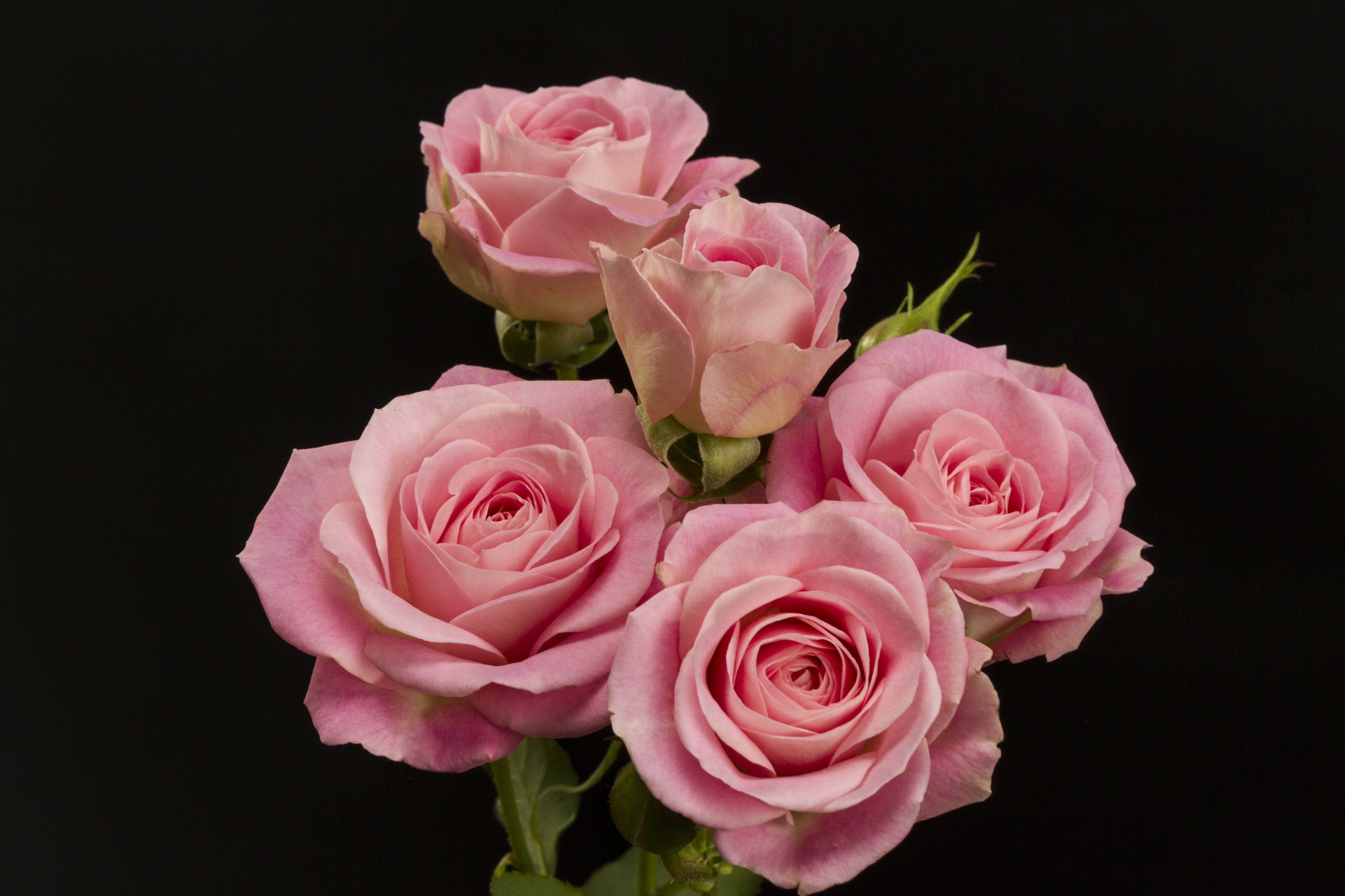 ROMANTICA FOLIES