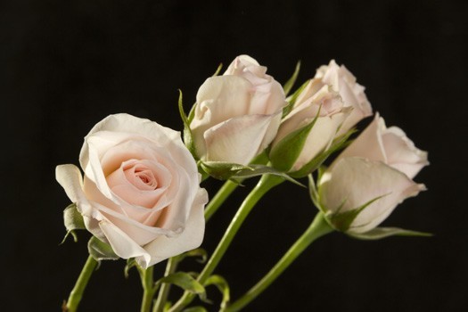 SOFT PINK FOLIES