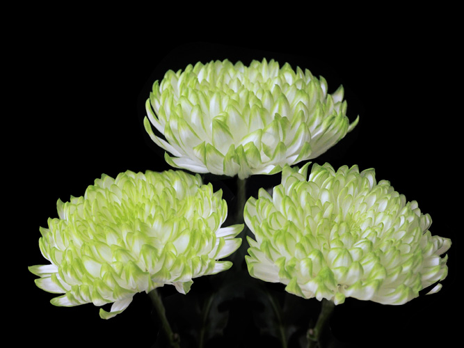 Zembla Lime